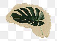 Monstera leaf png sticker, ripped paper, transparent background