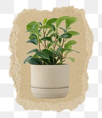 Aesthetic houseplant png sticker, ripped paper, transparent background