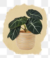 Aesthetic houseplant png sticker, ripped paper, transparent background