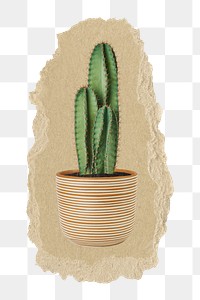 Cactus houseplant png sticker, ripped paper, transparent background