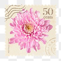 Chrysanthemum png postage stamp sticker, vintage flower, transparent background 