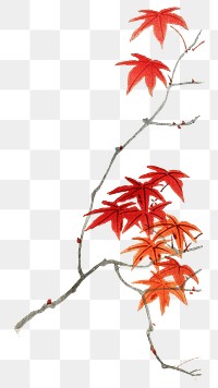 Vintage maple png tree sticker, Autumn botanical, transparent background