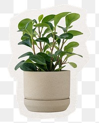 Rubber plant png, houseplant sticker, transparent background