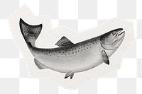 Salmon fish png sticker, collage element in transparent background