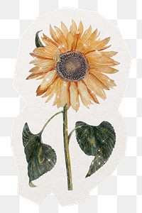 Aesthetic sunflower png sticker, watercolor illustration in transparent background