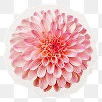 Flower bloom png sticker, pink ball dahlia in transparent background