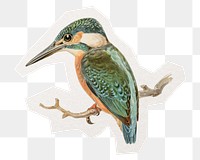 Kingfisher bird png digital sticker, collage element in transparent background