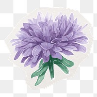 Chrysanthemum png flower sticker, purple watercolor illustration in transparent background