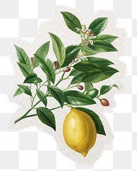 Lemon png illustration sticker, vintage fruit collage element in transparent background