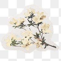 White flower png sticker, botanical illustration