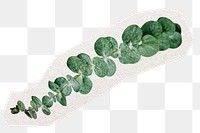 Eucalyptus leaves png sticker, transparent background