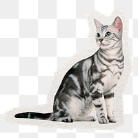 PNG cat sticker, pet animal illustration in transparent background