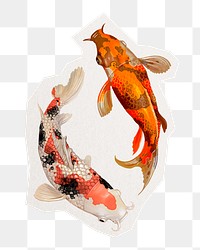 Koi fish png sticker, animal illustration cut out in transparent background