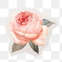 Pink rose, png sticker, watercolor illustration in transparent background