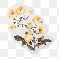 White rose png flower sticker, watercolor illustration