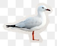 Seagull png digital sticker, collage element in transparent background