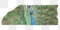 Peacock washi tape png sticker, collage element, transparent background