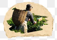 PNG Tea picker harvesting tea leaves, collage element, transparent background