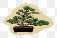 Bonsai tree png sticker, ripped paper, transparent background