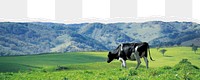 Cow in field png border, torn paper design, transparent background