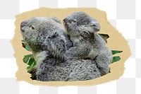 PNG Koala with baby on a tree branch, collage element, transparent background