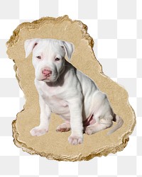 Labrador Retriever puppy png sticker, ripped paper, transparent background