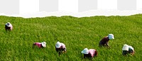 Paddy field png border, ripped paper effect, transparent background