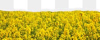 Rapeseed flower field png border, torn paper design, transparent background