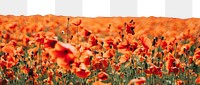 Red poppy flower png border, Spring image, transparent background