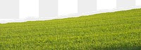 Green grass field png border, torn paper design, transparent background