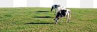 Cows eating grass  png border, agriculture photo, transparent background