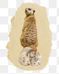 Meerkat png sticker, ripped paper, transparent background