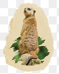 Meerkat png sticker, ripped paper, transparent background