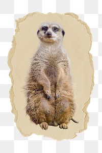 Mongoose png sticker, ripped paper, transparent background