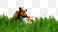 PNG cow on a meadow , collage element, transparent background