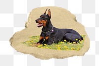 PNG doberman dog lying on flower field, collage element, transparent background