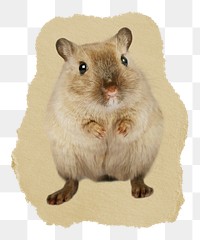 Hamster pet png sticker, ripped paper transparent background