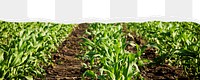 Green corn field png border, torn paper design, transparent background