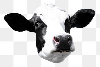 Cow png sticker, farm animal, transparent background