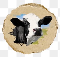 Cow png farm animal sticker, ripped paper, transparent background