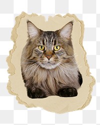 Maine Coon cat png sticker, ripped paper, transparent background