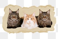 Maine Coon cats png sticker, ripped paper, transparent background