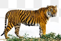 PNG Sumatran Tiger, collage element, transparent background