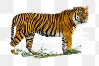 PNG Sumatran Tiger, collage element, transparent background