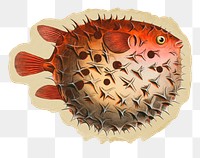 Puffer fish png sticker, ripped paper, transparent background