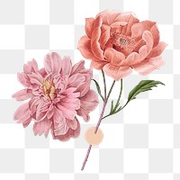 Aesthetic flower png sticker, transparent background