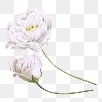 White peony flower png sticker, transparent background