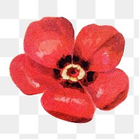 Red flower png botanical sticker, transparent background