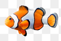 Clownfish png sticker, sea animal on transparent background