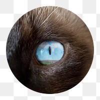 Cat's eye png sticker, circle shape, transparent background